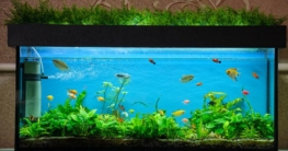 Stromausfall Aquarium