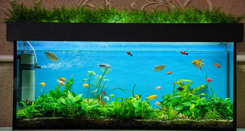 Stromausfall Aquarium